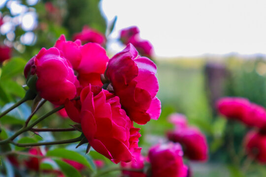Close up of bright pink roses blooming in a garden