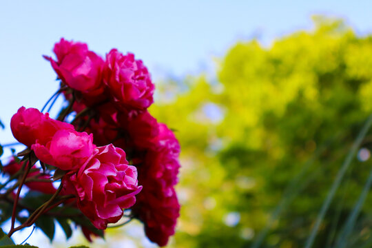 Vibrant magenta roses blooming in a sunlit garden