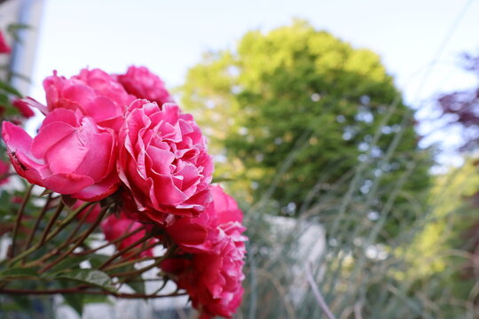 Vibrant pink roses blooming in a sunlit garden