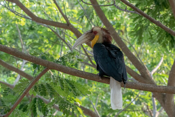 Beautiful Wreathed Hornbill resting on a tree limb © Cavan