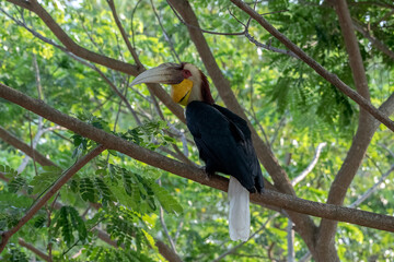 Wreathed hornbill bird perched on a tree branch © Cavan