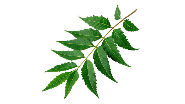 Green fresh neem leaf branch isolated on transparent background