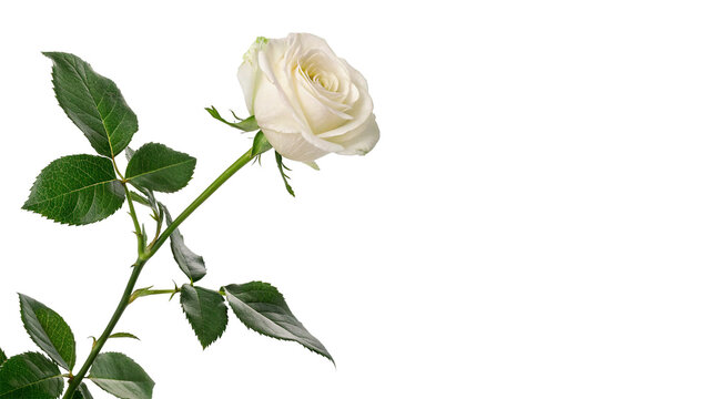 Single beautiful white rose flower stem isolated on transparent background