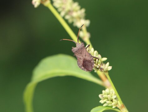 Dock bug (Coreus marginatus) on a plant