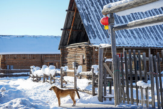 Red Lantern and Brown Dog in Hemu Village Snowscape, Xinjiang, China