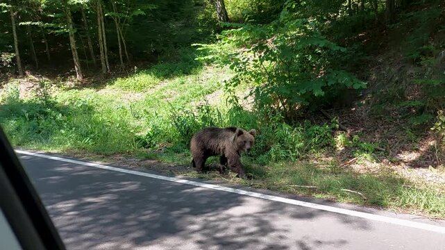 Wild brown bear on a forest country road, Szeklerland, Romania