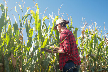 Female farmer using digital tablet checking corn crop growth for quality control and data analysis, managing harvest planning with smart farming technology in a sunny field © NJF