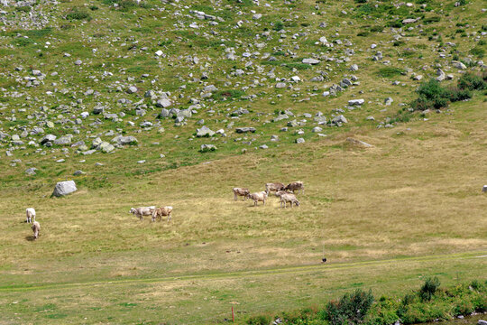 Cattle Grazing on a Rocky Apline Mountain Pasture