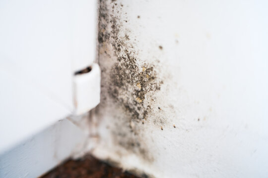 Black mold growing on damp interior wall
