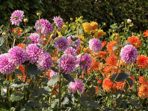 Dahlia blossom in a botanical garden