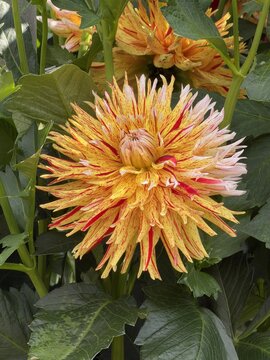 Dahlia blossom in a botanical garden