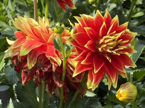 Dahlia blossom in a botanical garden
