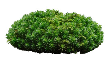 Dense green shrub with spiky foliage, isolated on transparent background © Florin
