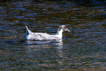 Fototapeta premium Gray duck swims calmly in rippling water