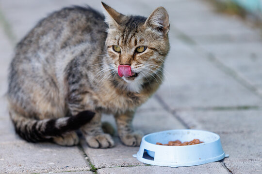 Tabby cat licks its nose while eating from a bowl