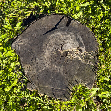 Tree stump sits in green grass