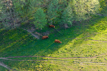 aerial view of cows grazing in a rural field with trees, capturing a serene natural scene © AlexGo