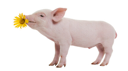 Pink piglet smelling a yellow daisy flower, isolated on transparent background © Matteo