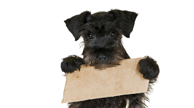 Black schnauzer puppy holding a blank cardboard sign, isolated on transparent background