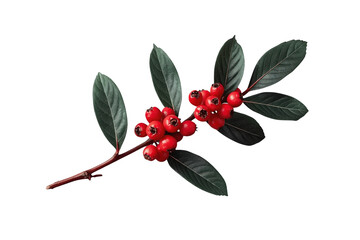 Obraz premium Slender Red Berry Branch with Green Leaves
