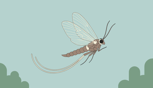 Detailed scientific illustration of a wild mayfly insect flying gracefully over a soft pastel green background.