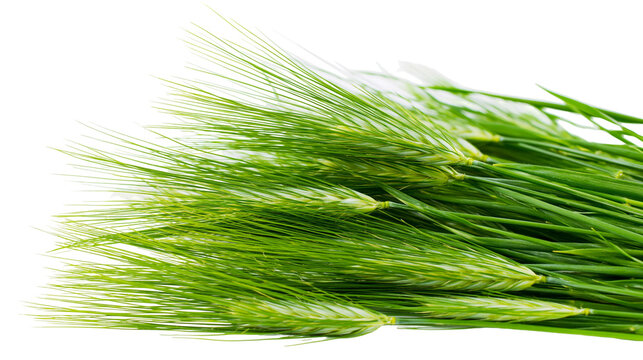 Fresh green barley ears with long awns, isolated on transparent background