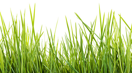 Obraz premium Vibrant green grass blades fresh and healthy, isolated on transparent background