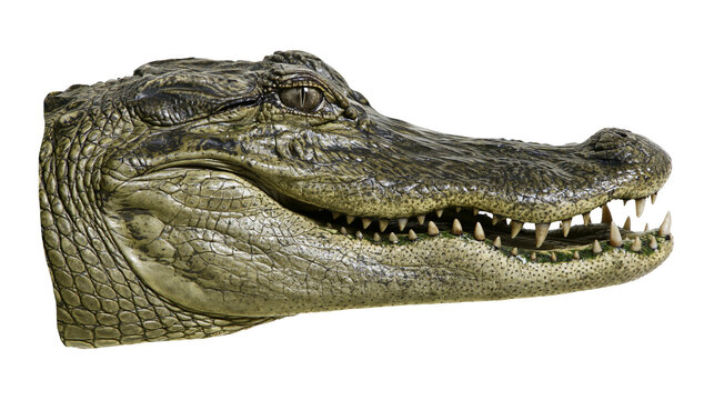Detailed close-up of a fearsome alligator head with sharp teeth, isolated on transparent background