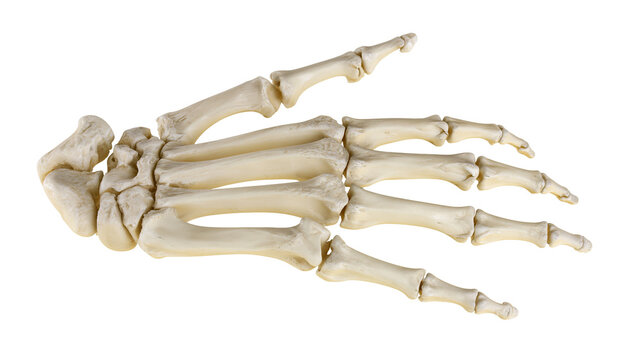 Human hand skeleton bones, isolated on transparent background
