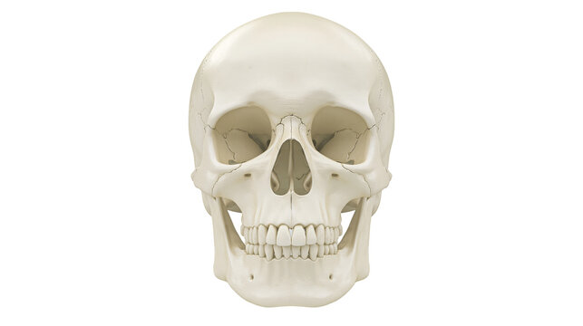 Human skull with teeth and eye sockets, isolated on transparent background