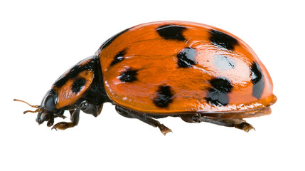 Orange ladybug with black spots, isolated on transparent background © Matteo