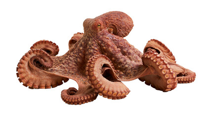 Whole raw octopus with curled tentacles, isolated on transparent background © Matteo