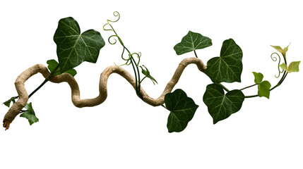 Twisted woody vine with dark green ivy leaves, isolated on transparent background © Matteo