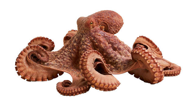 Whole raw octopus with curled tentacles, isolated on transparent background