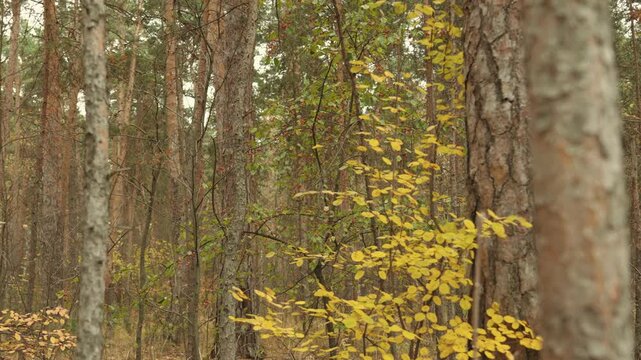 Autumn forest, where there are various trees, bushes with yellow leaves