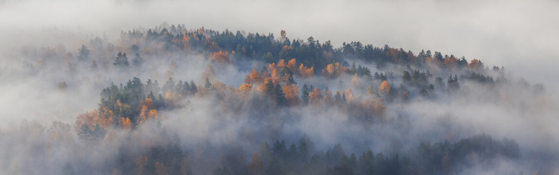 Autumn forest in fog, forested hill, panoramic view, open space