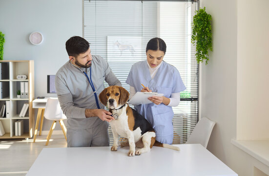 Veterinarian vet doctor and nurse examine beagle dog. Beagle sits on table as team uses stethoscope in clinic. Great for pet care marketing materials. Strong veterinary teamwork care concept.