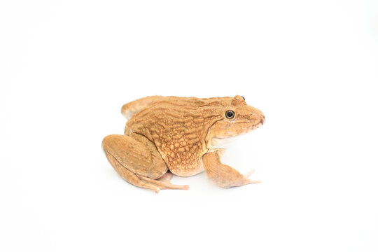 "A large, pale frog isolated on a white background