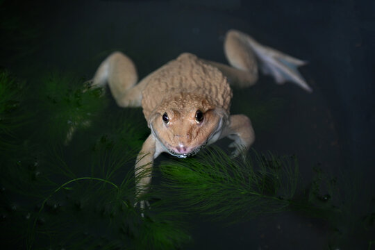 A pale brown frog is floating in dark water, resting on some green aquatic plants.