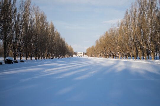 雪に覆われた並木道と青空が広がる冬の風景