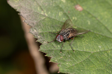 Naklejka premium Bio Diversity - Sarcophaga sp. - Flesh fly resting on green leaf