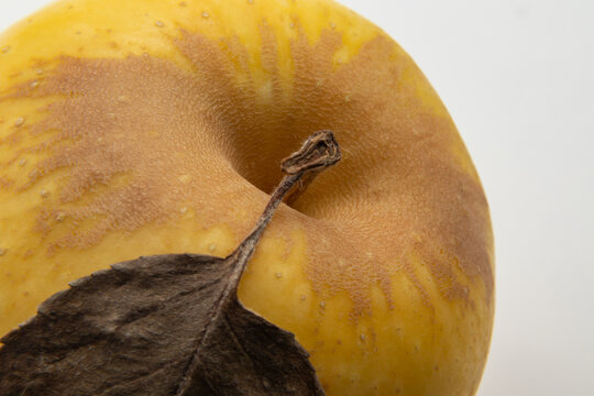 Macro close-up shot of yellow apple skin texture with natural russeting, stem and dry leaf