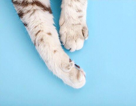 Two white and gray cat paws stretched out on a pastel blue background with visible toe pads.