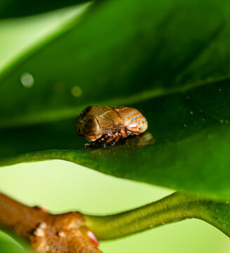 Mottled Leafhopper on a Glossy Leaf