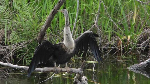 Anhinga basking with its wings spread in the Florida Everglades
