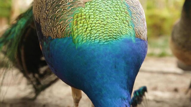 Close up of a colorful peacock eating with its bright feathers clearly visible.
