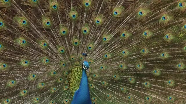 Colorful peacock gently shakes its open feathers during full display