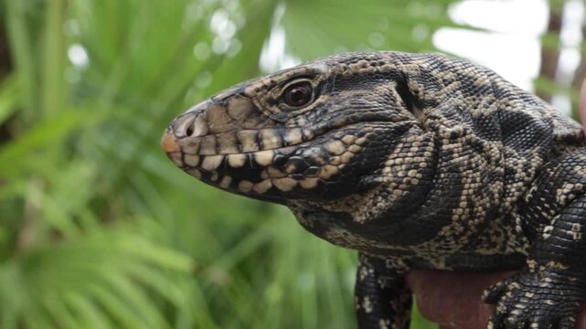 Camera pans into a close up of a tegu lizard.