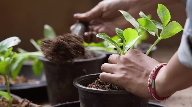Hands transplant young Malabar spinach seedlings into a pot and carefully add soil around the plants until the container is filled, demonstrating home vegetable gardening.
