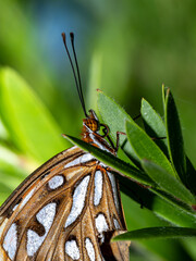 Gulf Fritillary Wing Detail in Macro © Lucas